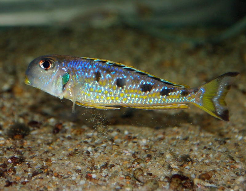 Xenotilapia singularis 'Kekese'